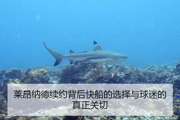 莱昂纳德续约背后快船的选择与球迷的真正关切